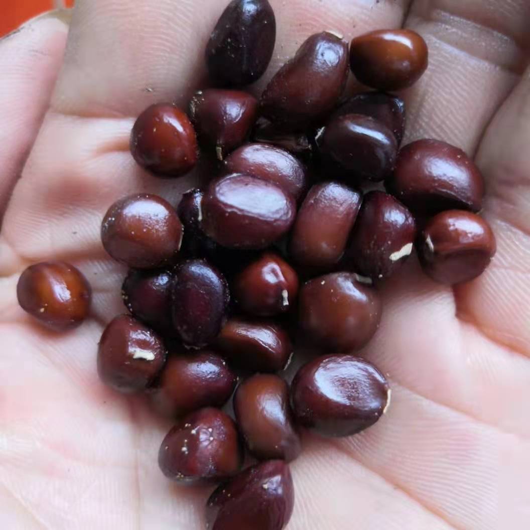 芍药种子芍药籽苗几月份播种好