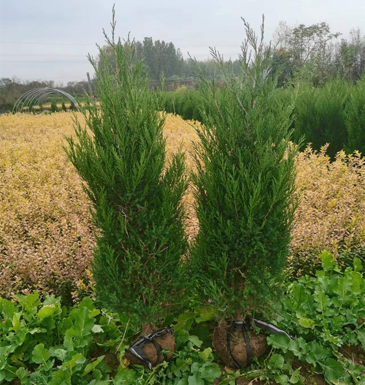 塔柏基地苗农直供高度1米3塔柏工程苗四季常青 高速公路墓地用苗