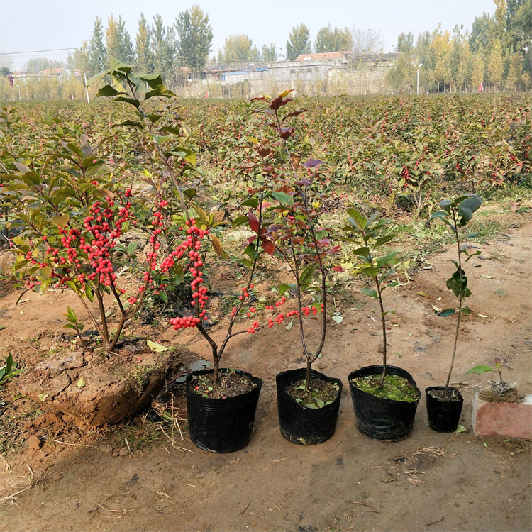 轮生冬青 北美冬青美洲冬青批发 量大价优 景观种植苗木