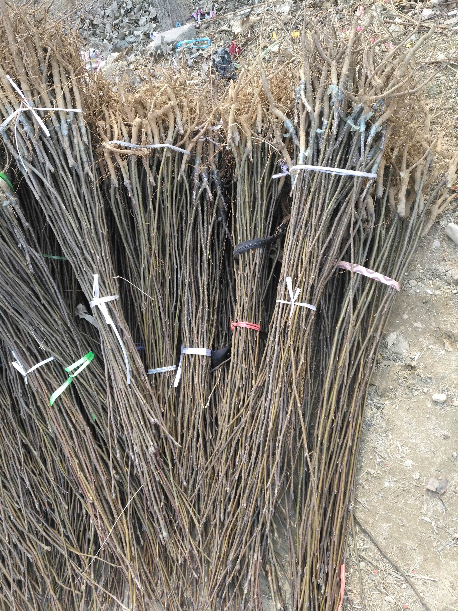 嘎啦苹果苗 基地 嫁接苹果树苗价格 占地苹果苗批发