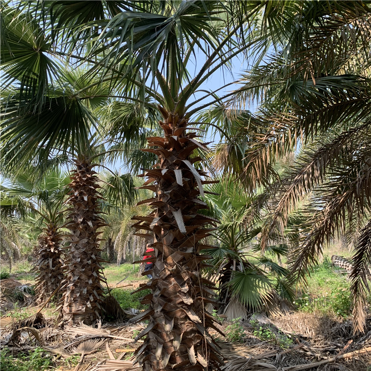 华棕树 华盛顿棕榈树种植基地直供 各种规格大量供应 道路绿化树