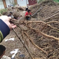 亳州油用牡丹籽苗种植万亩基地