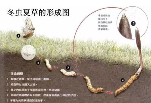 概述:近年礼品回收商行已逐渐发展为一站式回收茅台酒-冬虫夏草-燕窝