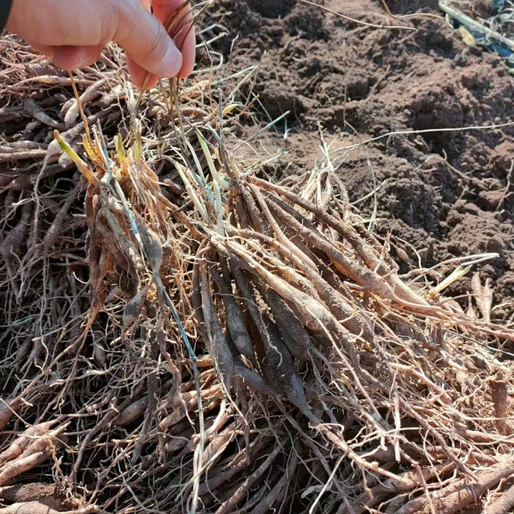 百部苗种植基地 百部树苗批发 生命力强 昊鑫农业 欢迎订购
