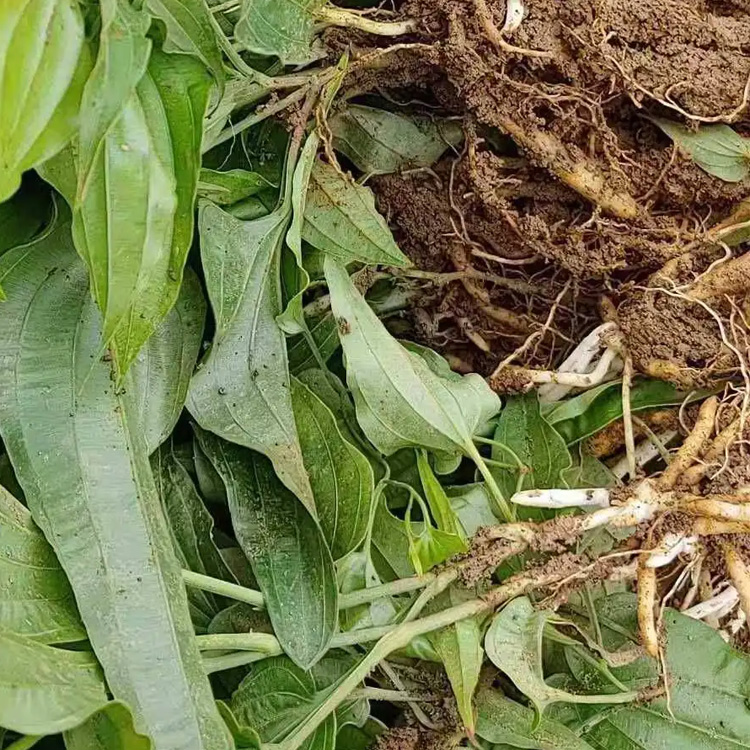 百部苗种植基地 百部树苗批发 生命力强 昊鑫农业 欢迎订购