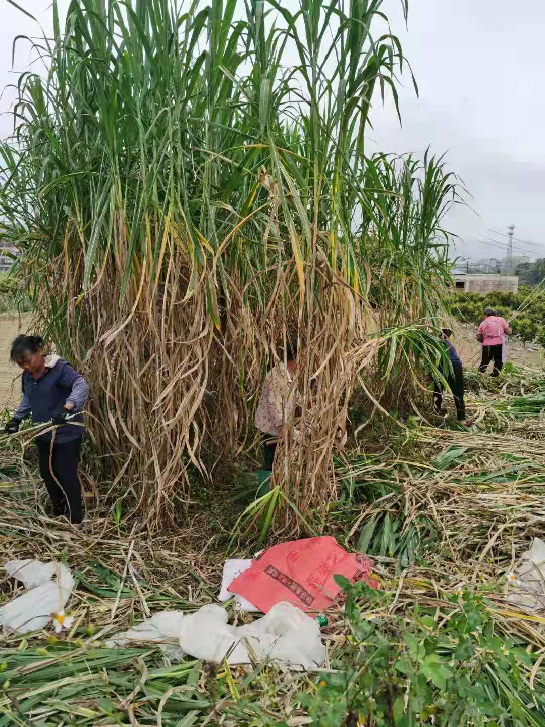 批发甜象草种节 甜象草用途多 提供专门的种植方法-搜了网