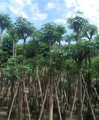 云南玉溪峨山最近盆架子，灯台树基地批发商