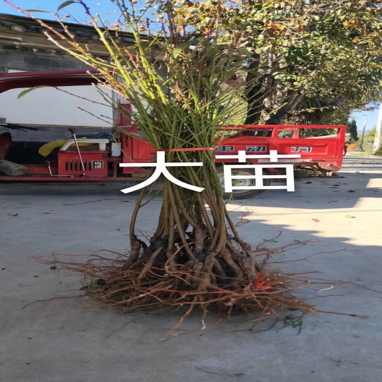 A雪桃1