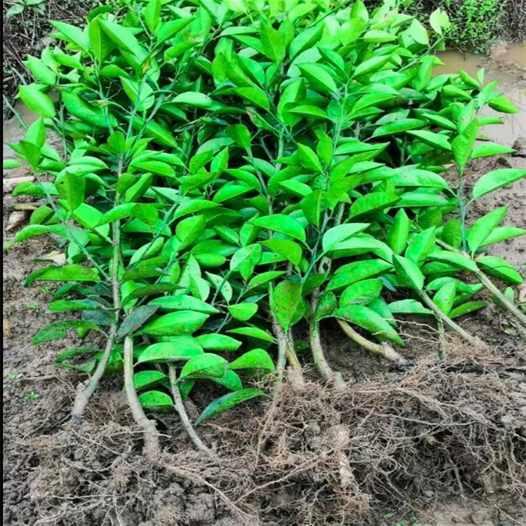 枳壳苗易成活 枳壳树苗 枝叶繁茂 昊鑫苗木种植基地