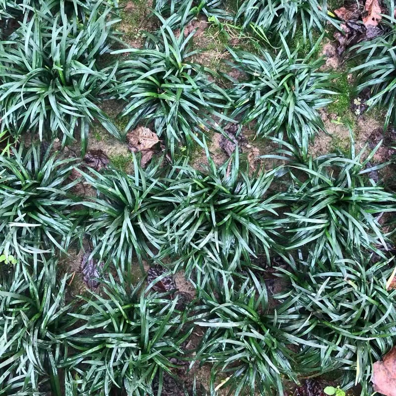 矮麦冬小苗基地出售 观赏草坪四季常青长不高植物