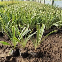 基地绿化苗阔叶麦冬 易成活易管理提供种植技术 