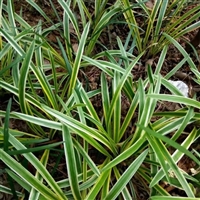 阔叶麦冬 观叶类 绿化多年生草本 铺地常用植物