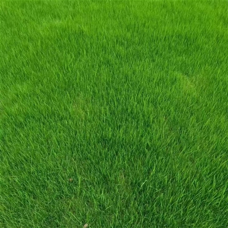 供应批发紫羊茅种子 庭院别墅等各类草坪种子-搜采通