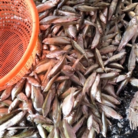辽宁大量收购小杂鱼 谁大量收购淡水鱼 鱼贩子联系方式