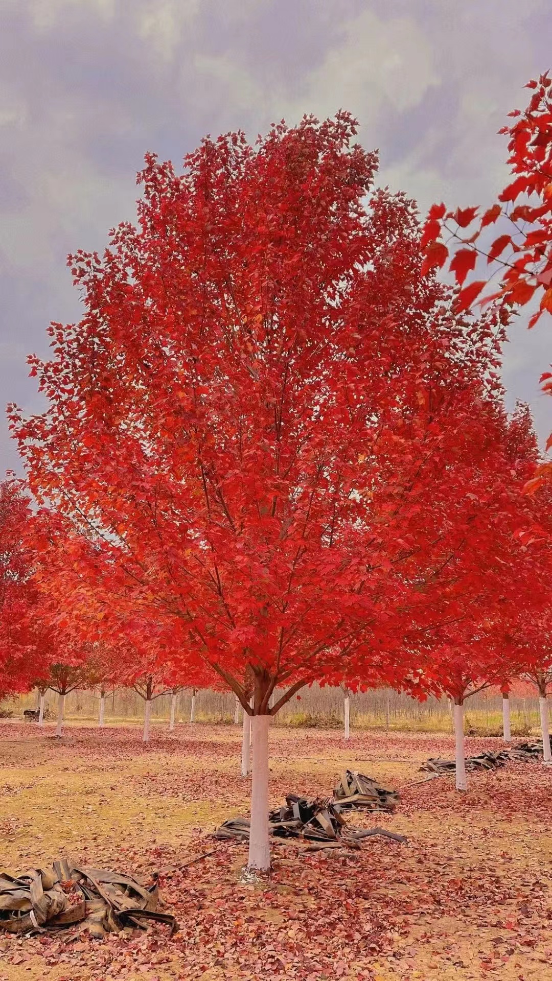 美国红枫价格2/5/8/10/12/15/18/20/25/30公分美国红枫报价