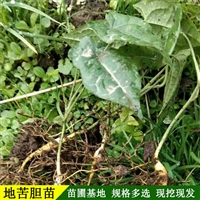 贵州地苦胆苗 基地直供地苦胆种苗 厂家货源 提供技术支持