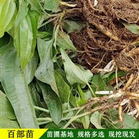 昊鑫农业 百部种子种苗 苗木基地 现挖现发 多种品类