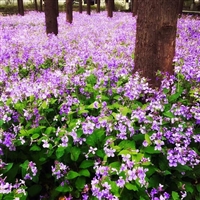 花种  二月兰种子  花海种子 品种齐全  量大从优