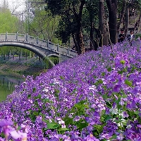 宿根花卉 二月兰种子诸葛菜 花海打造景区种植 适应性强