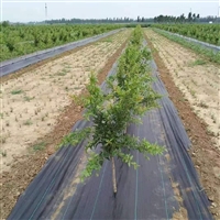 四川果园除草布价格 用除草布栽种金银花 油茶除草用草布