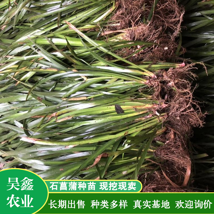 昊鑫农业 石菖蒲种苗 长期出售 原土带叶发货 诚信合作