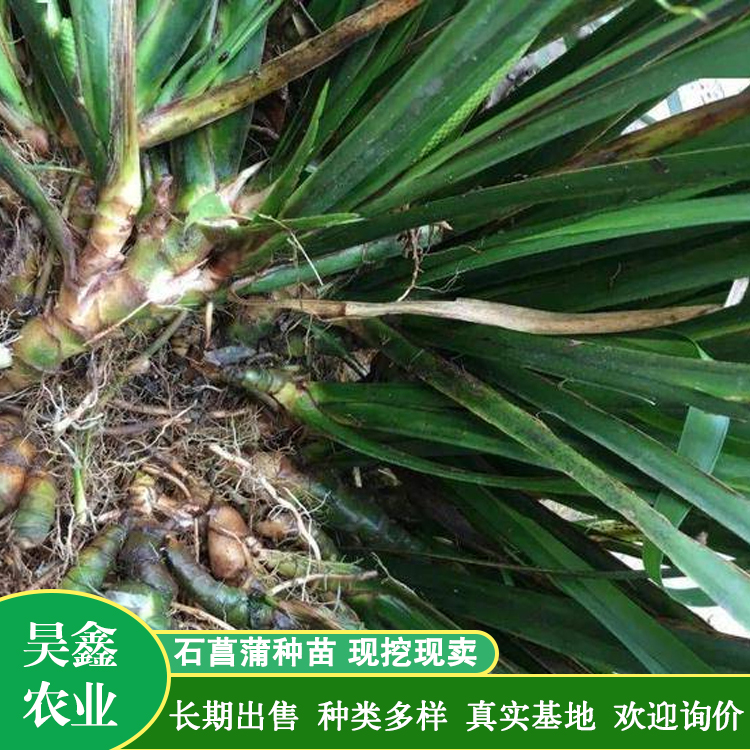 金钱蒲 石菖蒲苗 绿化苗 基地直供 量大价优