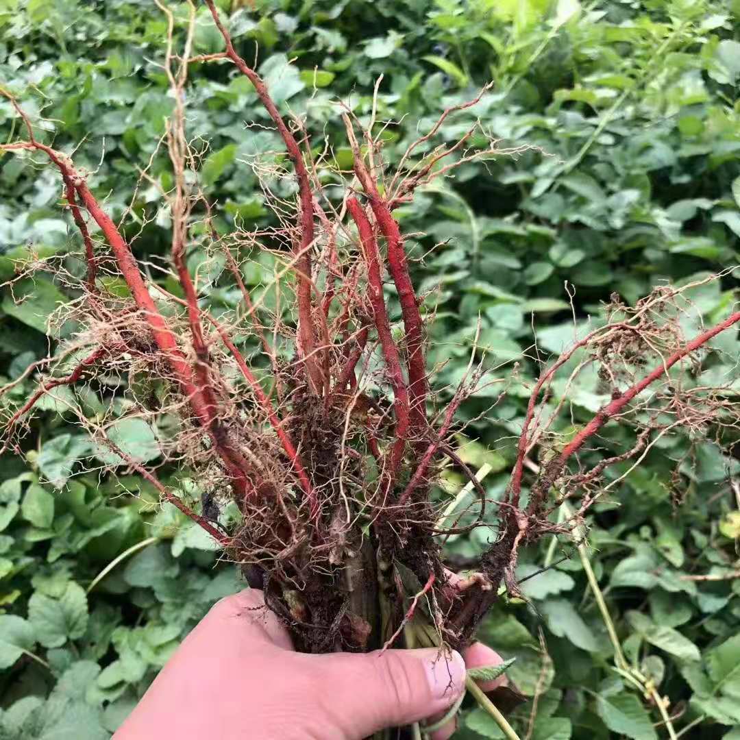 丹参种苗批发丹参秧苗自产自销