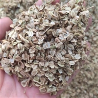 改良白芷种子价格 白芷籽苗包成活率