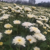 北京菊花苗子怎么种植基地