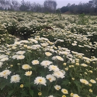 亳菊花苗 杭白菊花插纤苗 菊花种植亩效益