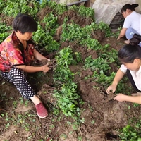 亳州苏北菊花种苗原产地批发价格