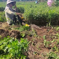 药用菊花种苗种植发展前景