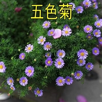 五色菊种子 发芽率高  阳台盆栽工程绿化草花种籽