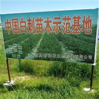 甘肃白刺果种植基地 白刺果种子种子繁育公司 白刺果种子产地货源