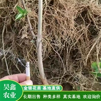 批发金银花苗 四季金银花批发 量大价优 根系发达