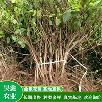 金银花苗批发 金银花小苗价格 防冻耐寒 现挖现卖 昊鑫农业