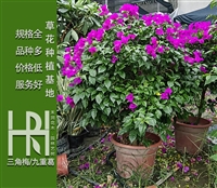 成都三角梅种植基地_叶子花价格_室中花杯苗_九重葛报价