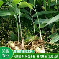 黄精除草剂  黄精苗专用除草剂 效果好 价格实惠 昊鑫农业