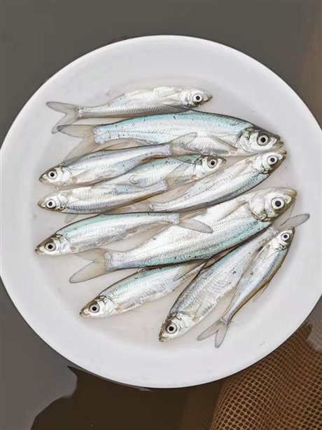 黑龙江本地大白鱼苗批发 北方大白鱼苗产地价格 大中小号翘嘴鱼苗供应