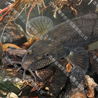  2023年花泥鳅鱼苗预定 5-10公分花泥鳅苗价格表 北方花泥鳅鱼苗空运包成活
