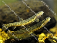 北方花泥鳅鱼苗养殖基地 黑龙江本地花泥鳅鱼苗批发 5-7公分花泥鳅鱼苗价格