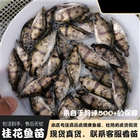 佳木斯花白鲢鱼苗 同江市鲫鱼鲤鱼苗 富锦市草鱼黑鱼苗 抚远县泥鳅柳根苗
