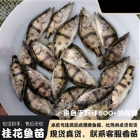 2023年鳌花鱼苗预定 5-10公分桂鱼苗价格表 北方鳌花鱼苗空运包成活