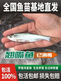 开鲁县花白鲢鱼苗 库伦旗鲫鱼鲤鱼苗 奈曼旗草鱼黑鱼苗 