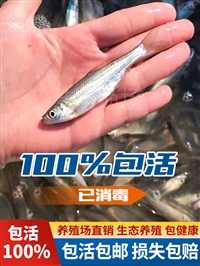 内蒙古花白鲢鱼苗 呼和浩特市鲫鱼鲤鱼苗 包头市草鱼黑鱼苗 赤峰泥鳅柳根苗