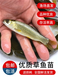 吉林淡水鱼苗联系方式 吉林渔场批发四大家鱼苗 长年出售草鱼鲤鱼花白鲢鱼苗