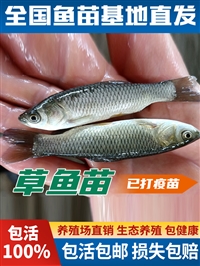 敖汉旗花白鲢鱼苗 翁牛特旗鲫鱼鲤鱼苗 喀喇沁旗草鱼黑鱼苗