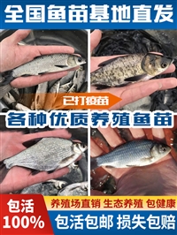 吉林250克草鱼苗价格 买草鱼苗厂家电话 花白鲢草鱼苗订购价格