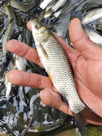 霍林郭勒市花白鲢鱼苗 锡林浩特市鲫鱼鲤鱼苗 额尔古纳市草鱼黑鱼苗