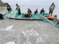 吉林银鱼卵市场价格 银鱼卵一公斤价格 查干湖大银鱼繁育基地